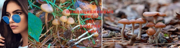 кокс Нея
